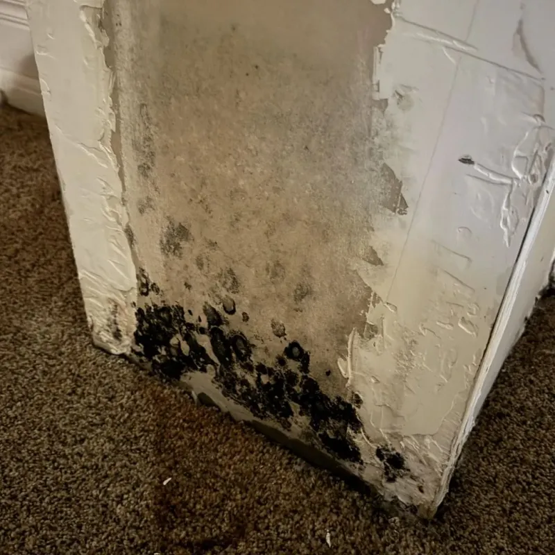 Professional Mold Removal in Greenfield, IN
